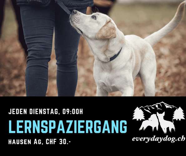 Hundeauslaufgebiet-everydaydog.ch-Bild