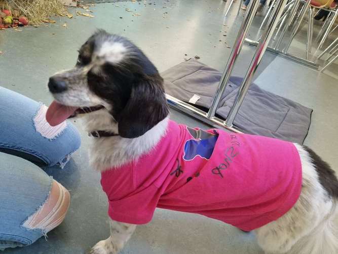 Hundeauslaufgebiet-Pfötcheneck-Bild