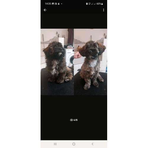 Hundeauslaufgebiet-Mobiler Hundefriseur u. Tierheilpraxis Lucia Schwaiger-Bild