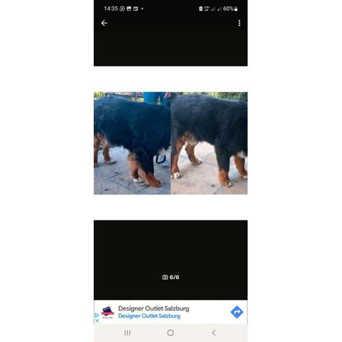 Hundeauslaufgebiet-Mobiler Hundefriseur u. Tierheilpraxis Lucia Schwaiger-Bild