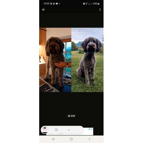 Hundeauslaufgebiet-Mobiler Hundefriseur u. Tierheilpraxis Lucia Schwaiger-Bild