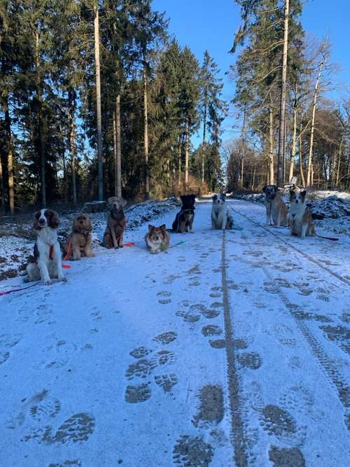 Hundeauslaufgebiet-Wolfs Rudel-Bild