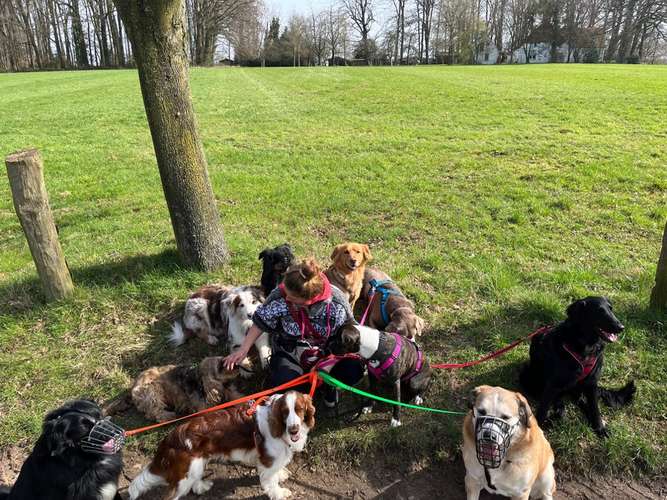 Hundeauslaufgebiet-Wolfs Rudel-Bild