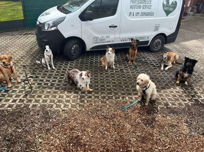 Hundeauslaufgebiet-Wolfs Rudel-Bild