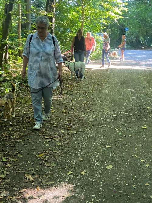 Hundeauslaufgebiet-Hundeschule SUPERDOG-Bild