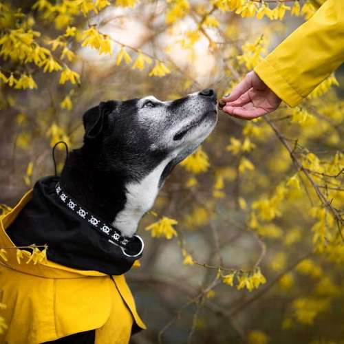 Hundeauslaufgebiet-Taika-Fotografie-Bild