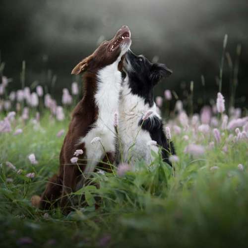 Hundeauslaufgebiet-Taika-Fotografie-Bild