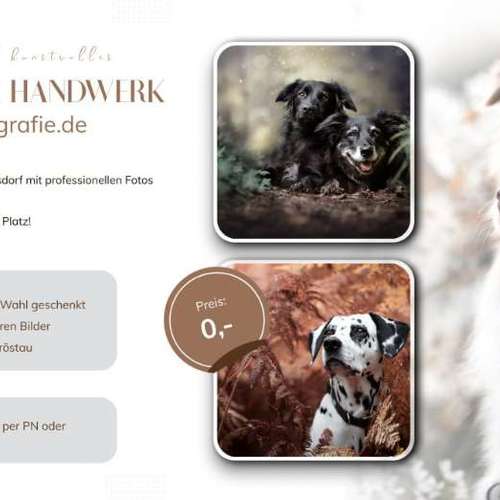 Hundeauslaufgebiet-Taika-Fotografie-Bild