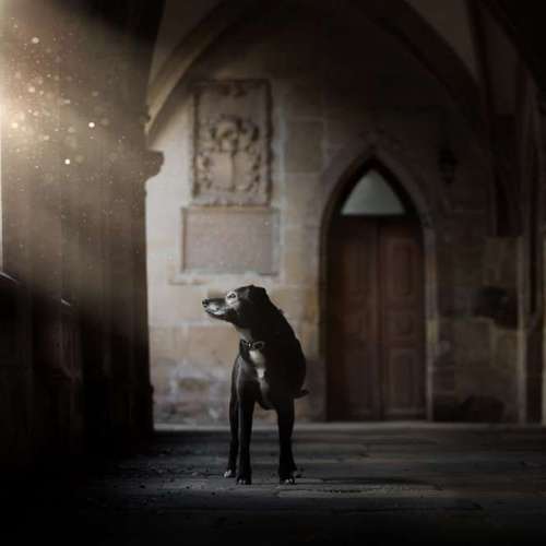 Hundeauslaufgebiet-Taika-Fotografie-Bild