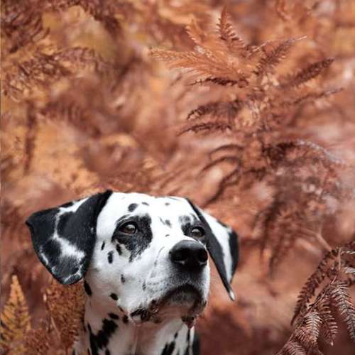 Hundeauslaufgebiet-Taika-Fotografie-Bild