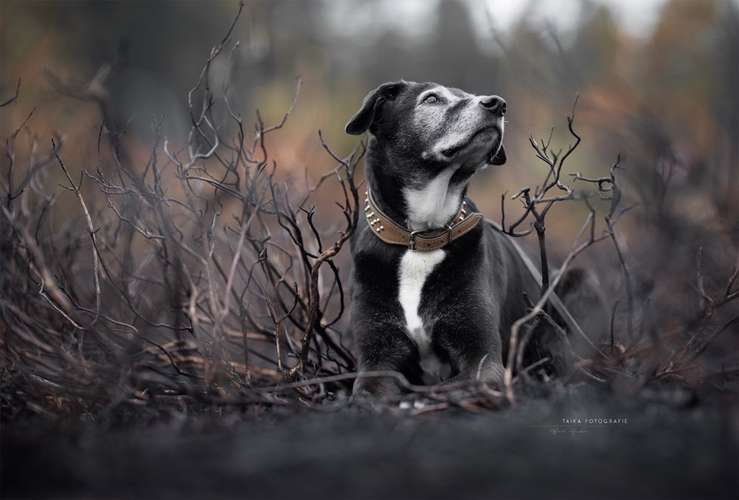 Hundeauslaufgebiet-Taika-Fotografie-Bild