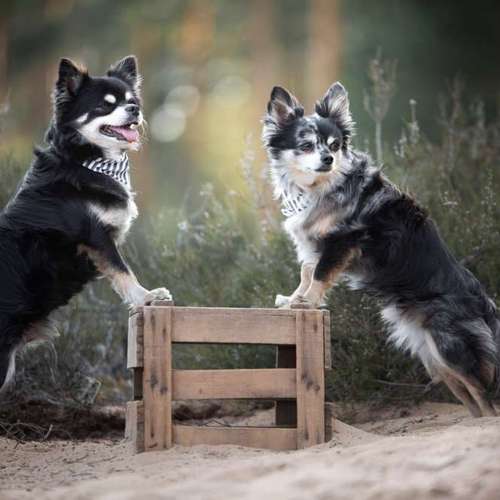 Hundeauslaufgebiet-Taika-Fotografie-Bild