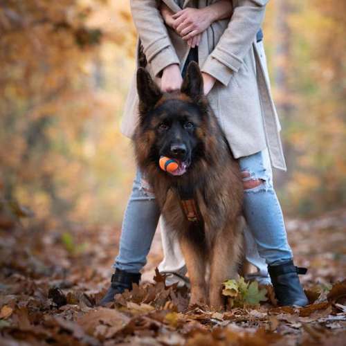 Hundeauslaufgebiet-Taika-Fotografie-Bild
