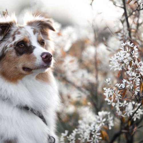 Hundeauslaufgebiet-Taika-Fotografie-Bild