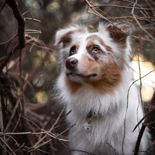 Hundeauslaufgebiet-Taika-Fotografie-Bild
