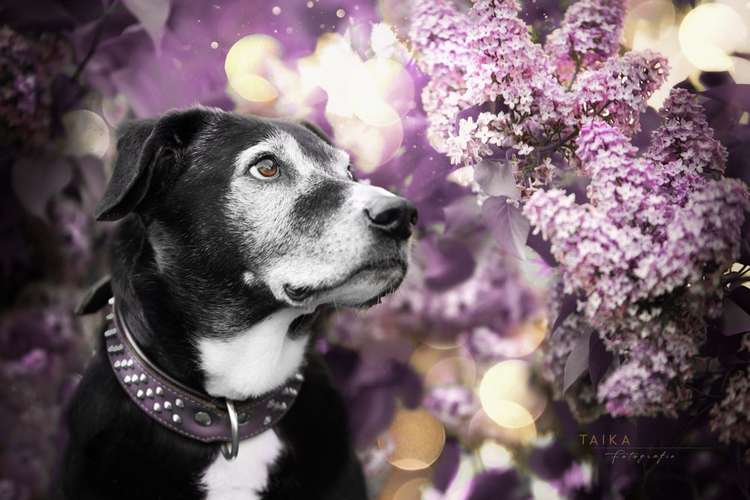 Hundeauslaufgebiet-Taika-Fotografie-Bild