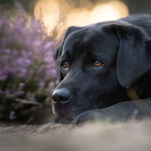 Hundeauslaufgebiet-Taika-Fotografie-Bild