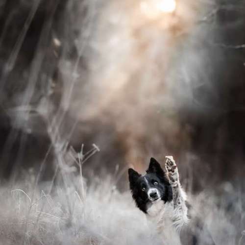 Hundeauslaufgebiet-Taika-Fotografie-Bild