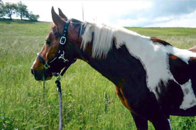 Hundeauslaufgebiet-Tierphysiotherapie Melanie Eigerdt für Hunde, Katze, Pferd und Maus-Bild