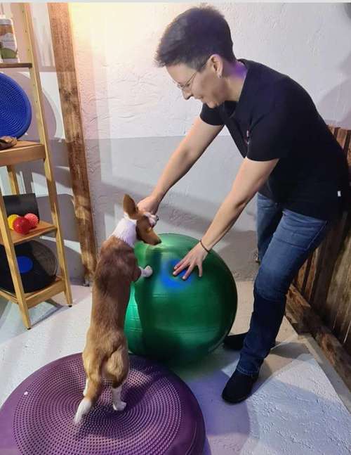 Hundeauslaufgebiet-Tierphysiotherapie Melanie Eigerdt für Hunde, Katze, Pferd und Maus-Bild