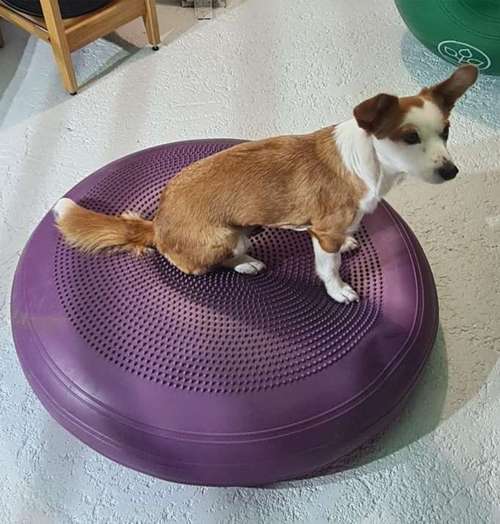 Hundeauslaufgebiet-Tierphysiotherapie Melanie Eigerdt für Hunde, Katze, Pferd und Maus-Bild