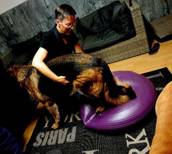 Hundeauslaufgebiet-Tierphysiotherapie Melanie Eigerdt für Hunde, Katze, Pferd und Maus-Bild