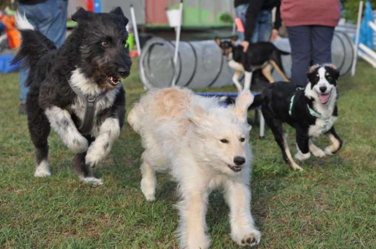 Hundeauslaufgebiet-Hundeschule Wauzelnasen-Bild