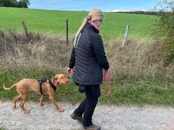 Hundeauslaufgebiet-Hundeschule Wauzelnasen-Bild