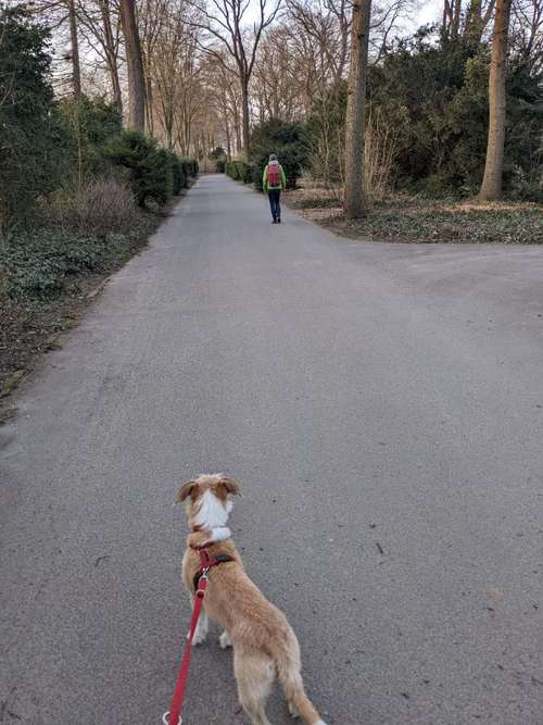 Hundeauslaufgebiet-Hundeschule Hundehof Meiko-Bild