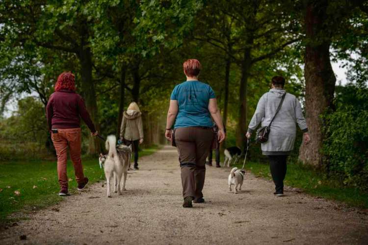 Hundeauslaufgebiet-Menschenshund-Bild