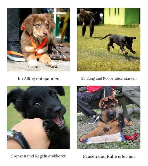 Hundeauslaufgebiet-Menschenshund-Bild