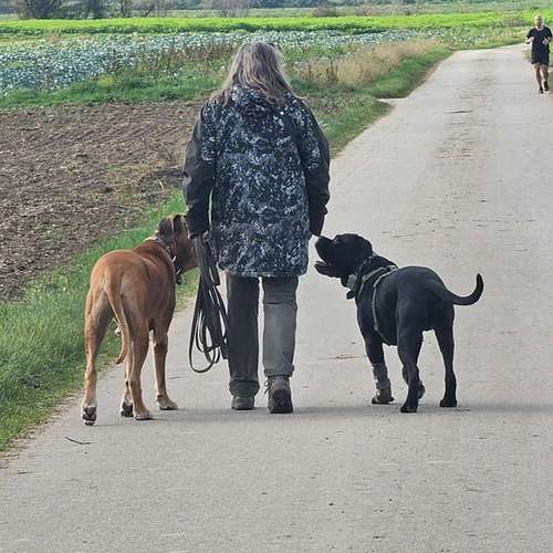 Hundeauslaufgebiet-Hundeführerschule Oberthaler-Bild