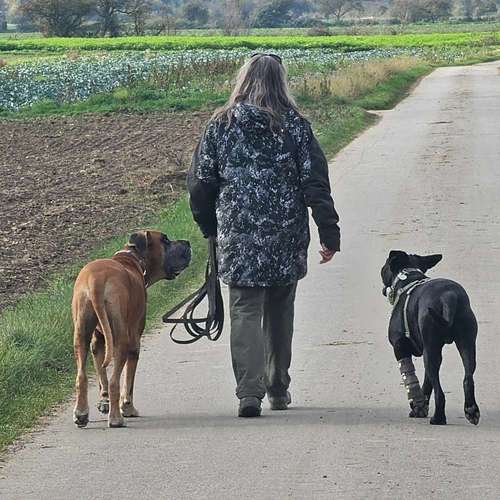 Hundeauslaufgebiet-Hundeführerschule Oberthaler-Bild