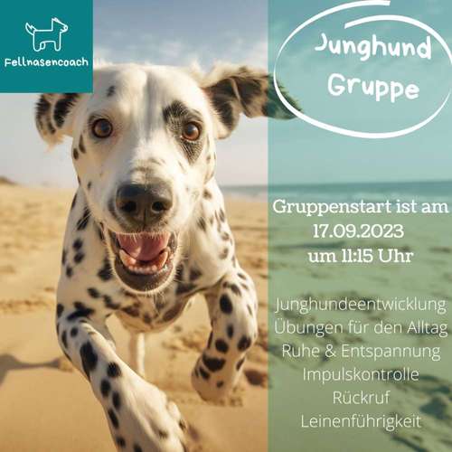 Hundeauslaufgebiet-Fellnasencoach Hundeschule&Gassiservice-Bild