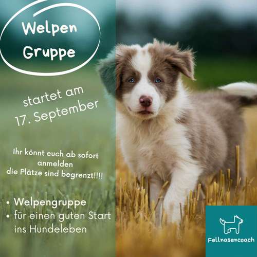 Hundeauslaufgebiet-Fellnasencoach Hundeschule&Gassiservice-Bild