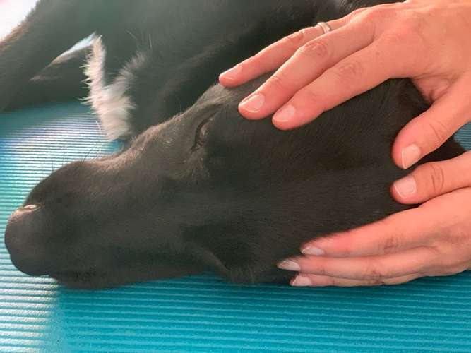 Hundeauslaufgebiet-Hundephysiotherapie Kerstin Seitz-Bild