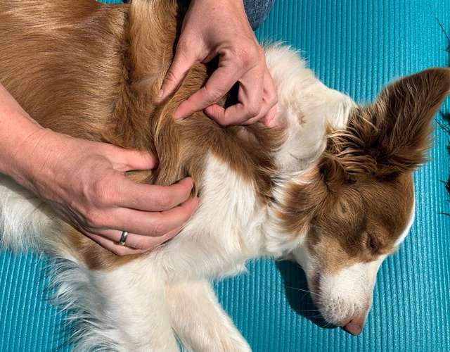 Hundeauslaufgebiet-Hundephysiotherapie Kerstin Seitz-Bild