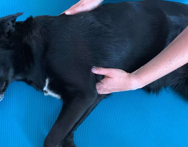 Hundeauslaufgebiet-Hundephysiotherapie Kerstin Seitz-Bild