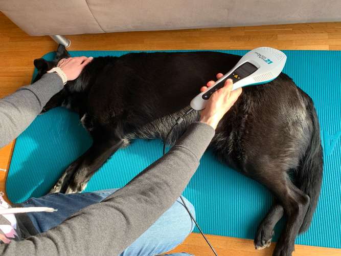 Hundeauslaufgebiet-Hundephysiotherapie Kerstin Seitz-Bild