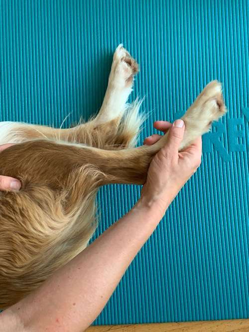 Hundeauslaufgebiet-Hundephysiotherapie Kerstin Seitz-Bild