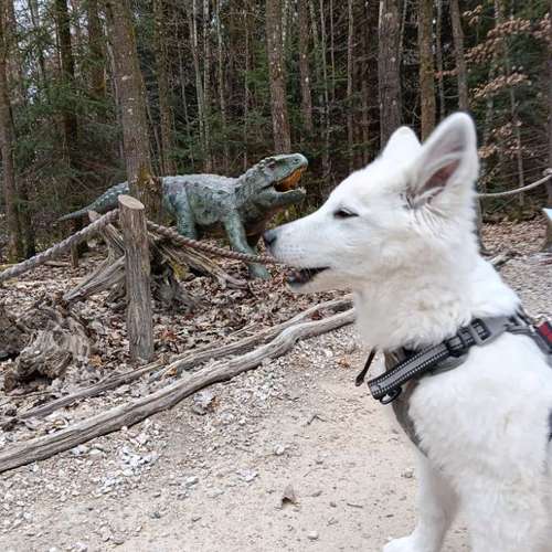 Hundeauslaufgebiet-DECALVIBES-Bild