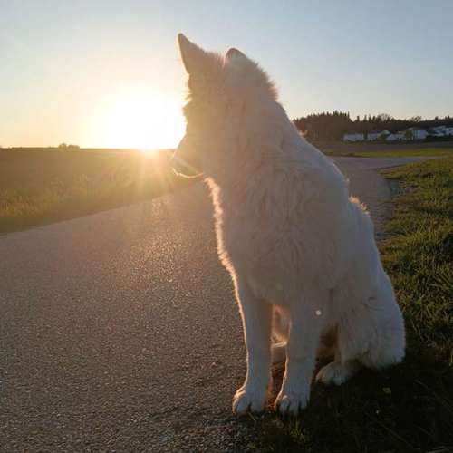 Hundeauslaufgebiet-DECALVIBES-Bild