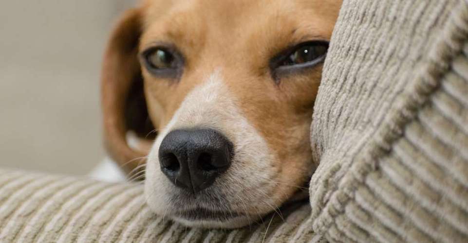 Hundeauslaufgebiet-Dr. Jens Freund-Bild