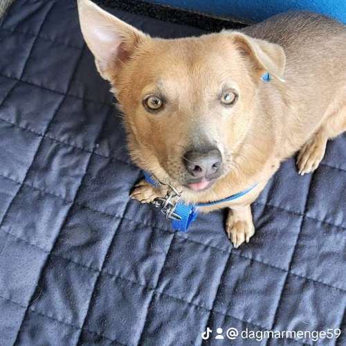 Hundeauslaufgebiet-Tierärztliche Gemeinschaftspraxis Frister/Bessert-Bild