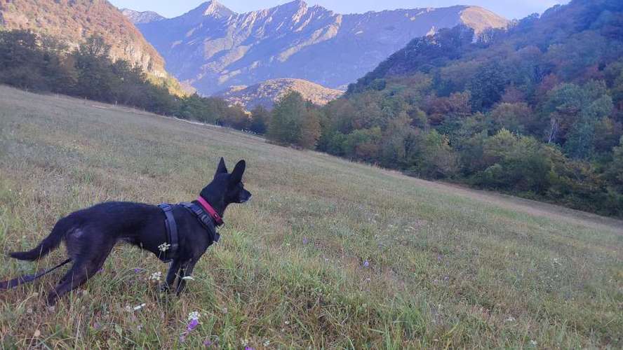 Hundeauslaufgebiet-Mobile Hundeschule Fellkumpelz (Berlin/ Brandenburg) Coaching- Training- Beratung-Bild