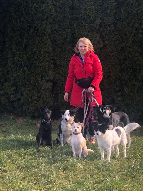 Hundeauslaufgebiet-Mobile Hundeschule „ Nataliya &Benito“-Bild