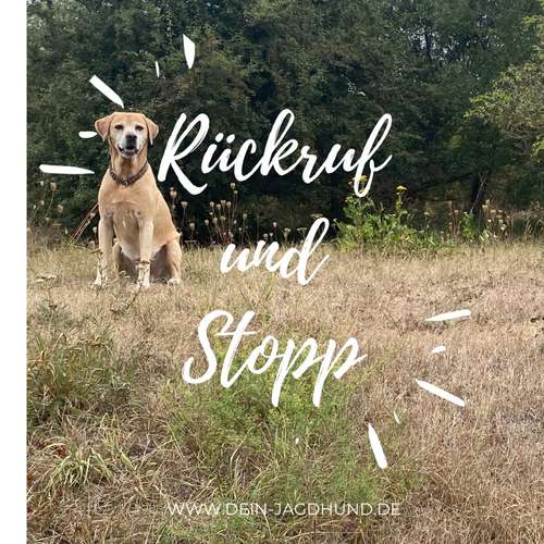 Hundeauslaufgebiet-Dein Jagdhund - Hundehaltercoaching-Bild