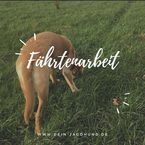 Hundeauslaufgebiet-Dein Jagdhund - Hundehaltercoaching-Bild