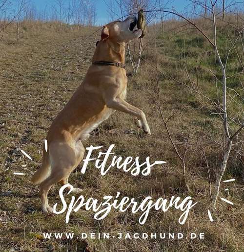 Hundeauslaufgebiet-Dein Jagdhund - Hundehaltercoaching-Bild