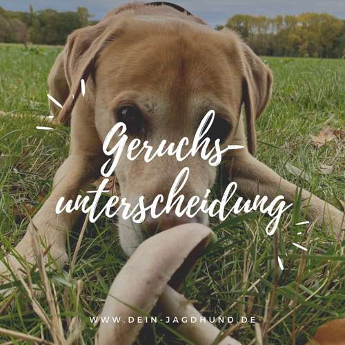 Hundeauslaufgebiet-Dein Jagdhund - Hundehaltercoaching-Bild